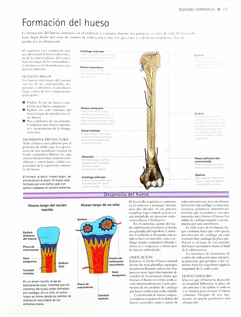 Cómo Funciona El Cuerpo Humano: Fisiología